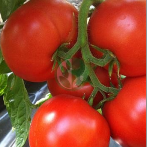 Лоджейн F1 - томат детерминантный, 500 семян, Enza Zaden Голландия фото, цена